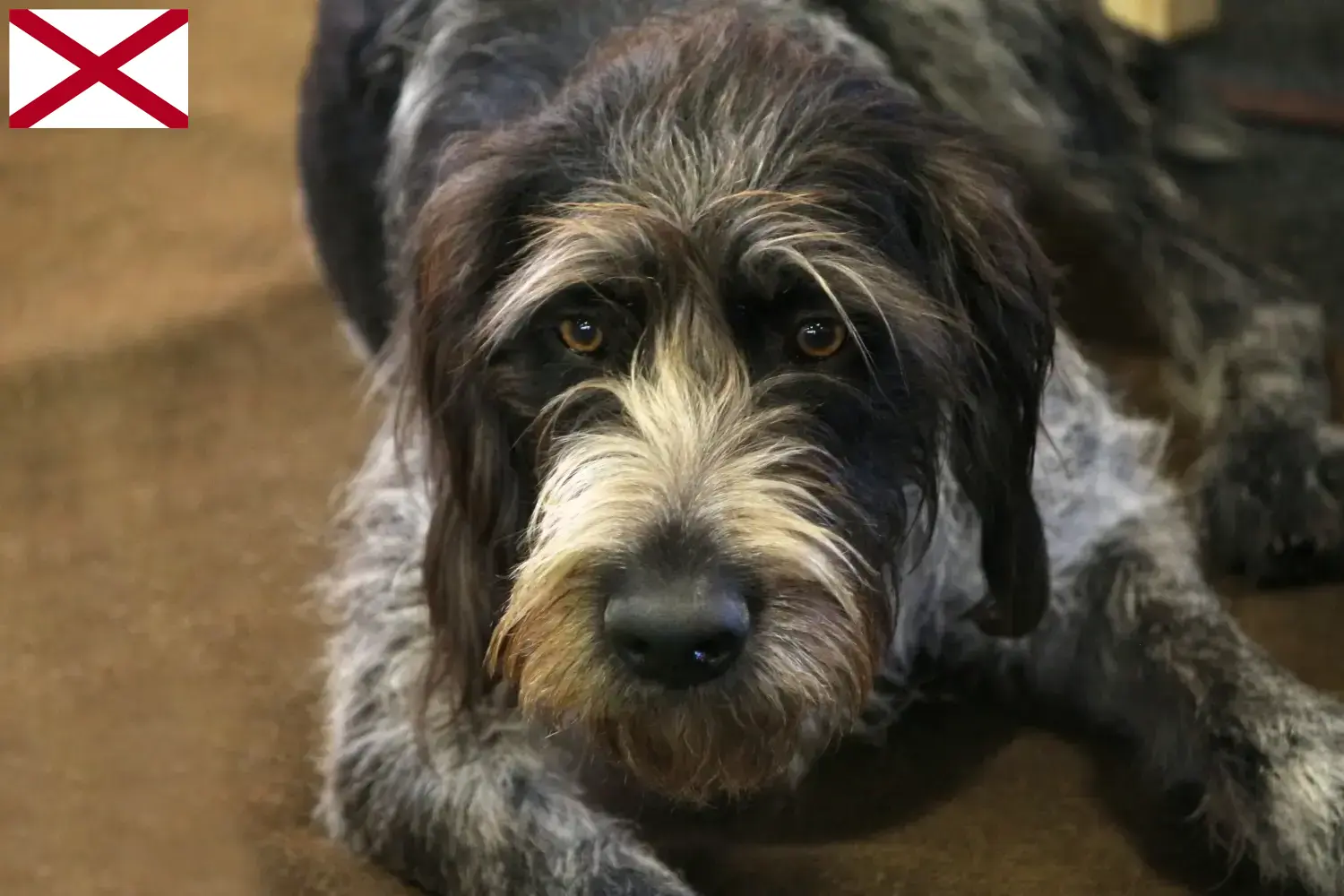 Read more about the article Griffon Nivernais breeders and puppies in Alabama
