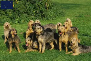 Read more about the article Griffon Nivernais breeders and puppies in Alaska