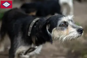 Read more about the article Griffon Nivernais breeders and puppies in Arkansas