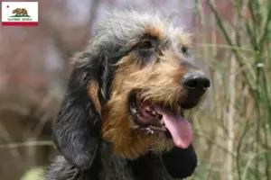 Read more about the article Griffon Nivernais breeders and puppies in California