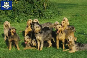 Read more about the article Griffon Nivernais breeders and puppies in Connecticut