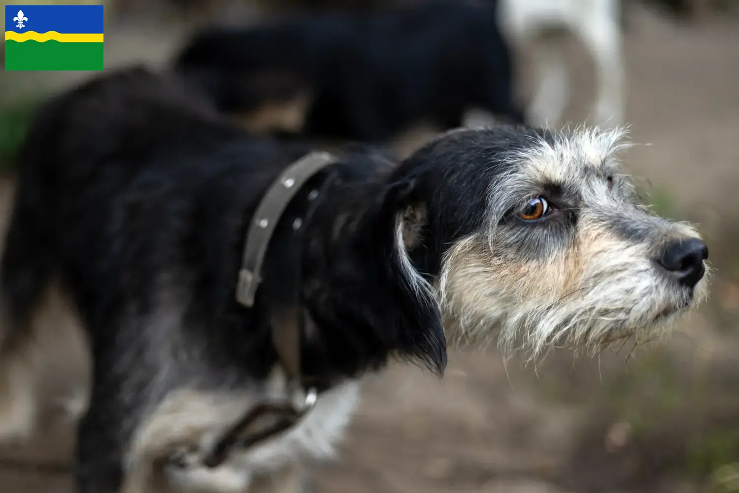 Griffon Nivernais puppies and breeders Flevoland Find Griffon Nivernais breeders in Flevoland.