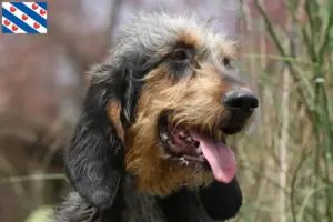 Read more about the article Griffon Nivernais breeders and puppies in Friesland