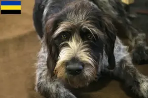 Read more about the article Griffon Nivernais breeders and puppies in Gelderland