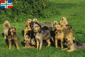 Read more about the article Griffon Nivernais breeders and puppies in Groningen