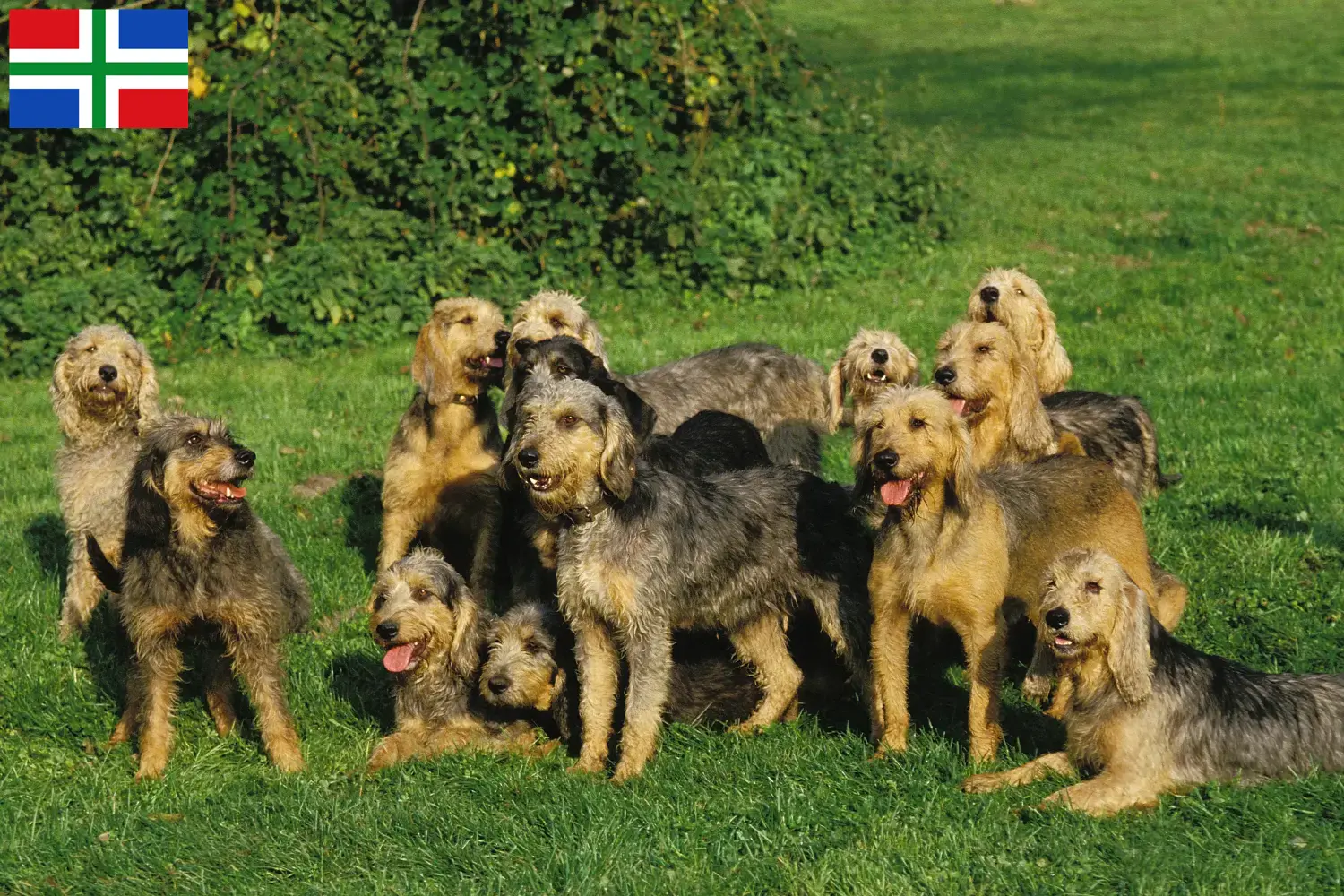 Griffon Nivernais puppies and breeders Groningen Find Griffon Nivernais breeders in Groningen.