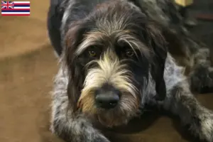 Read more about the article Griffon Nivernais breeders and puppies in Hawaii
