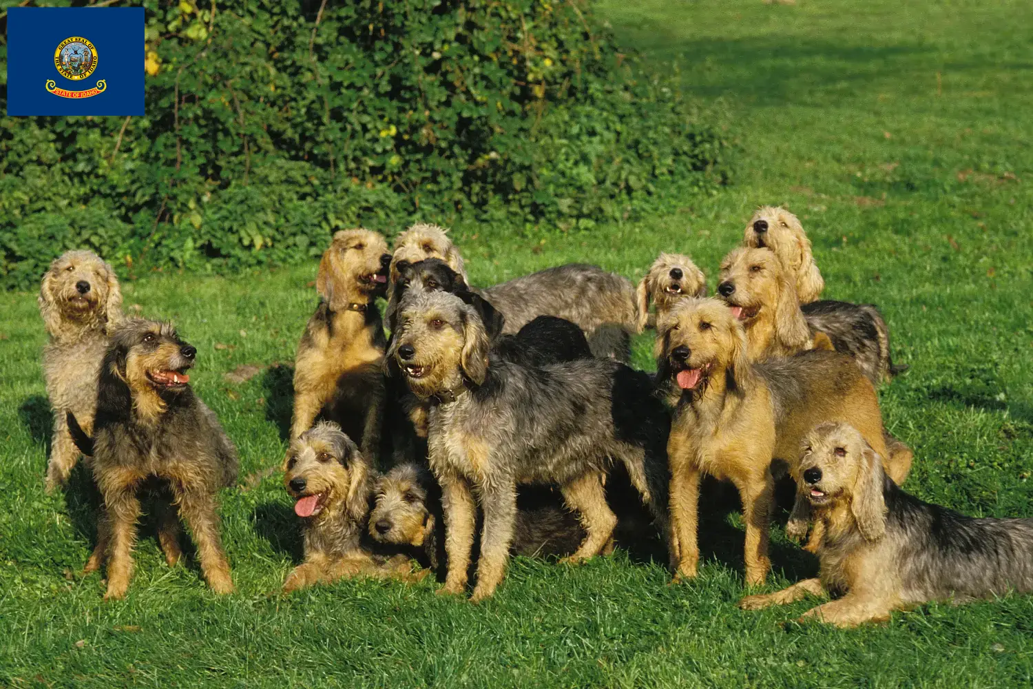 Read more about the article Griffon Nivernais breeders and puppies in Idaho