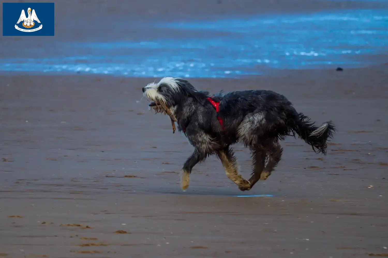 Read more about the article Griffon Nivernais breeders and puppies in Louisiana
