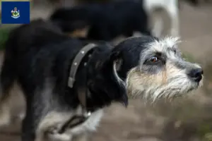 Read more about the article Griffon Nivernais breeders and puppies in Maine