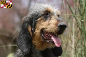 Read more about the article Griffon Nivernais breeders and puppies in Maryland