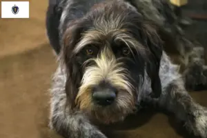 Read more about the article Griffon Nivernais breeders and puppies in Massachusetts