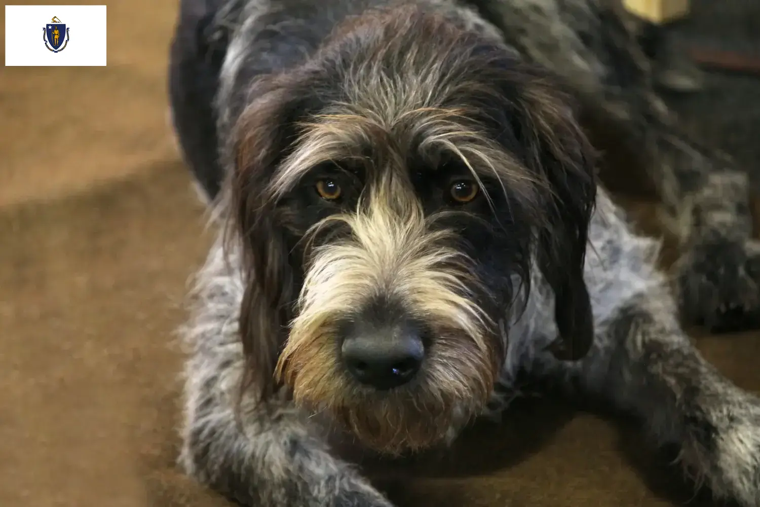 Read more about the article Griffon Nivernais breeders and puppies in Massachusetts