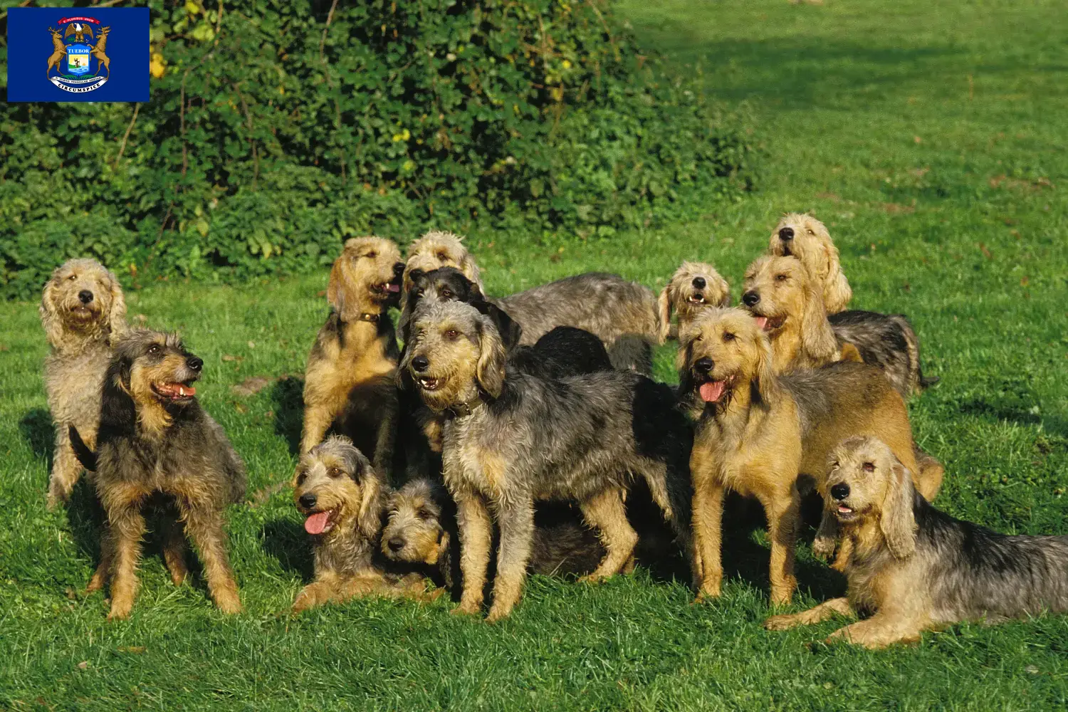 Read more about the article Griffon Nivernais breeders and puppies in Michigan