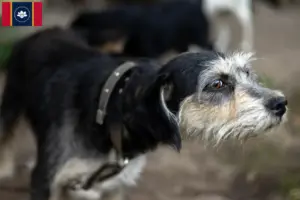 Read more about the article Griffon Nivernais breeders and puppies in Mississippi