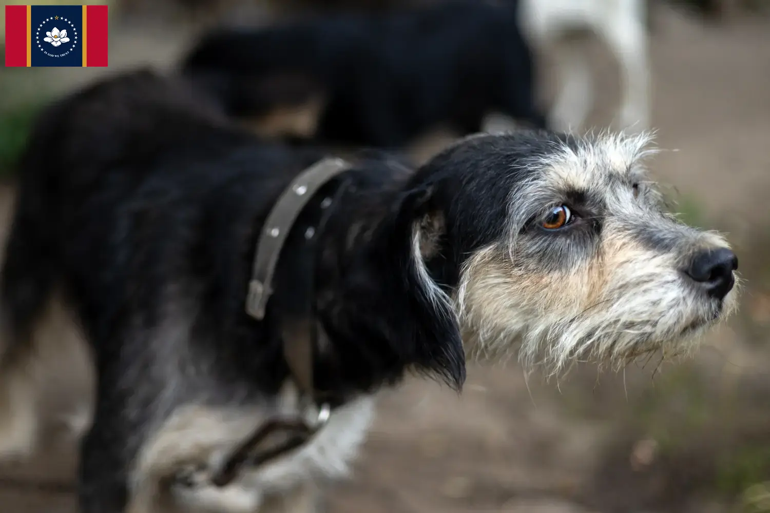 Read more about the article Griffon Nivernais breeders and puppies in Mississippi