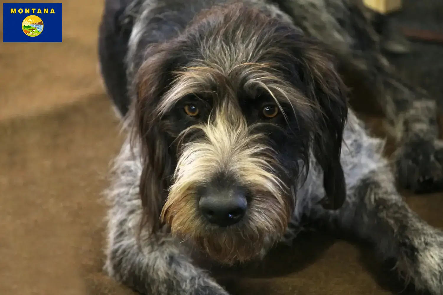Read more about the article Griffon Nivernais breeders and puppies in Montana