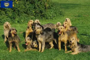 Read more about the article Griffon Nivernais breeders and puppies in Nebraska