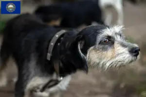 Read more about the article Griffon Nivernais breeders and puppies in New Hampshire