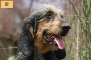Read more about the article Griffon Nivernais breeders and puppies in New Jersey