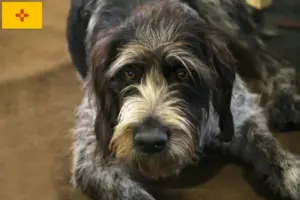 Read more about the article Griffon Nivernais breeders and puppies in New Mexico