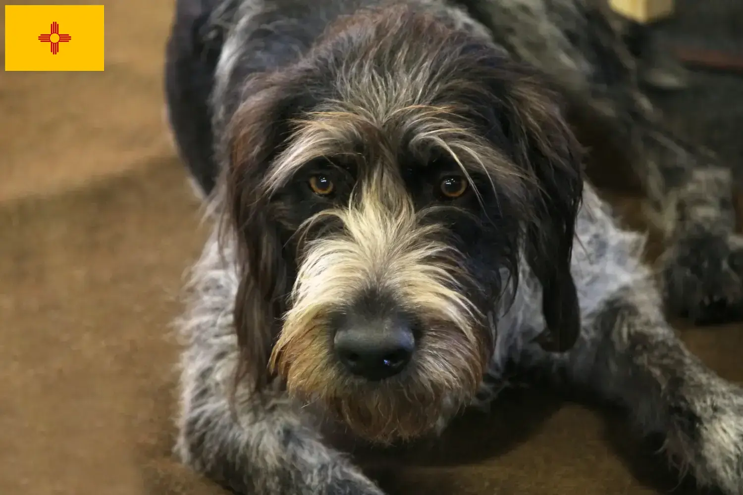 Read more about the article Griffon Nivernais breeders and puppies in New Mexico