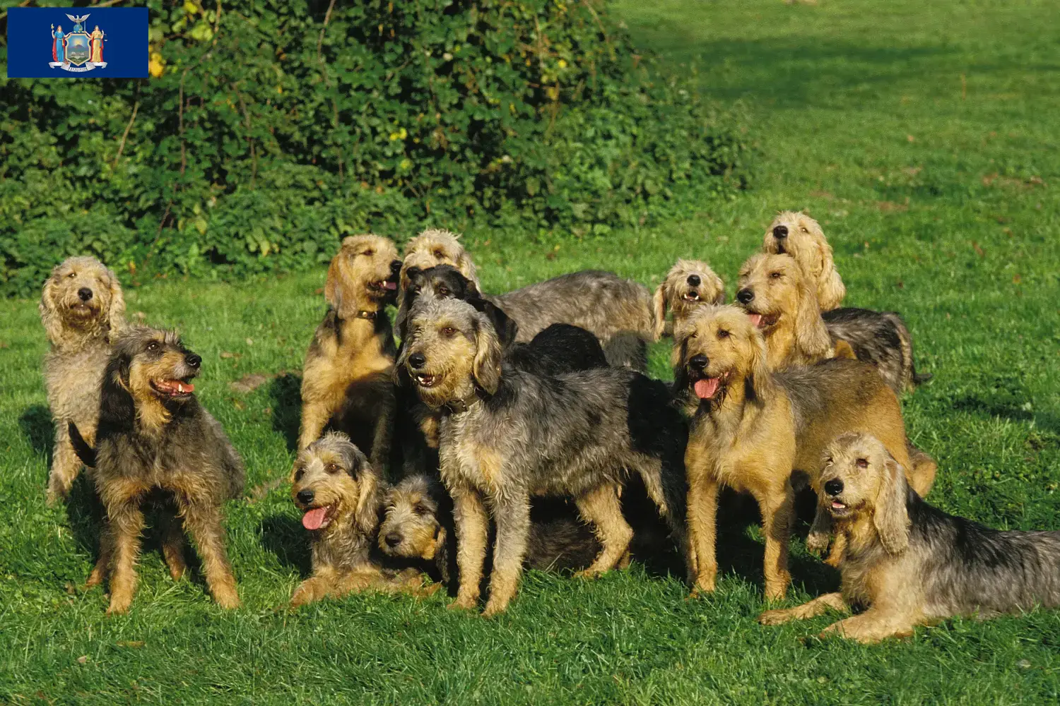 Read more about the article Griffon Nivernais breeders and puppies in New York