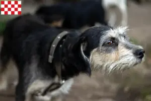 Read more about the article Griffon Nivernais breeders and puppies in North Brabant