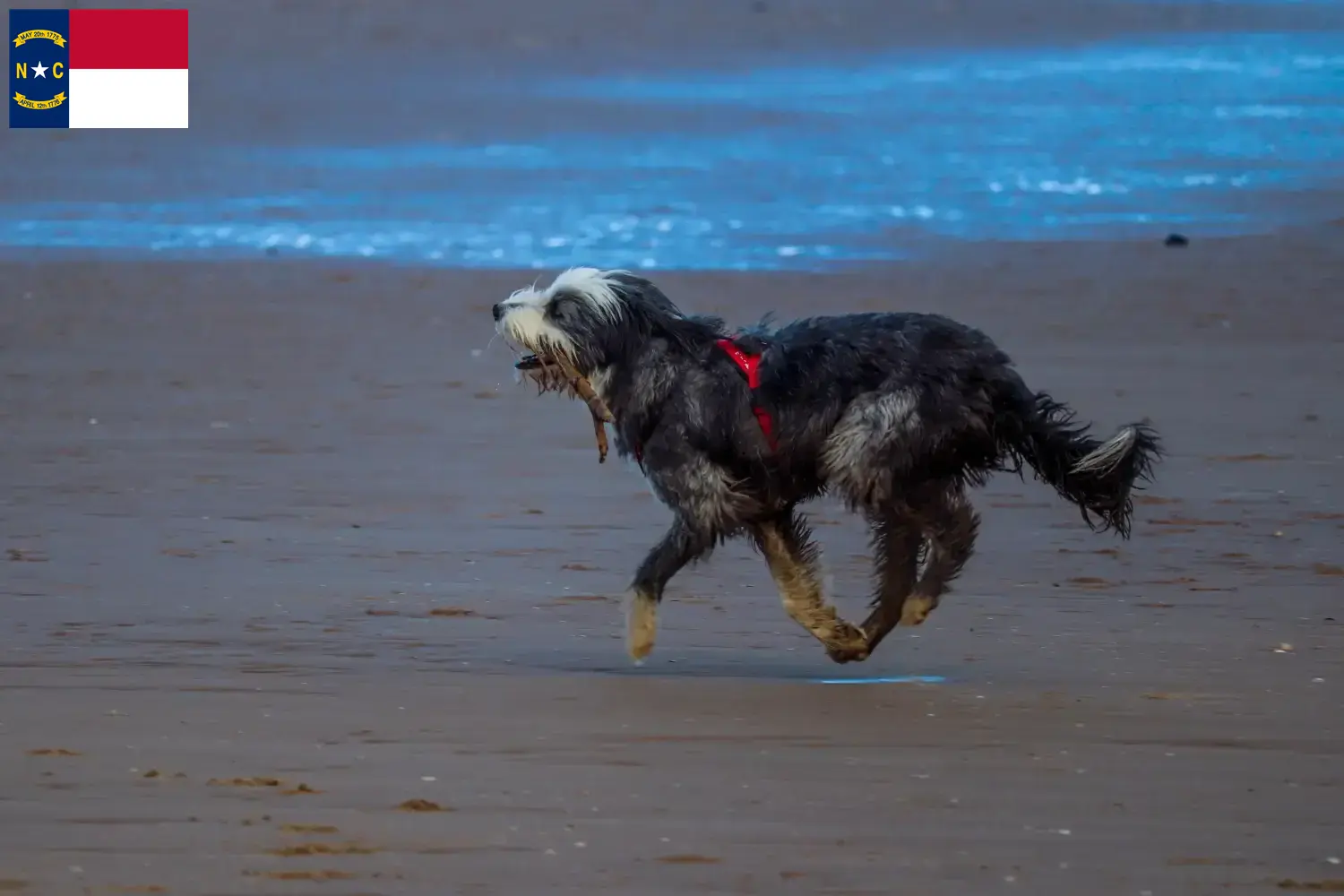 Read more about the article Griffon Nivernais breeders and puppies in North Carolina