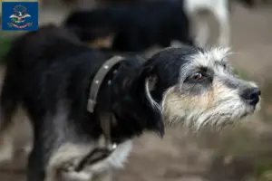Read more about the article Griffon Nivernais breeders and puppies in North Dakota