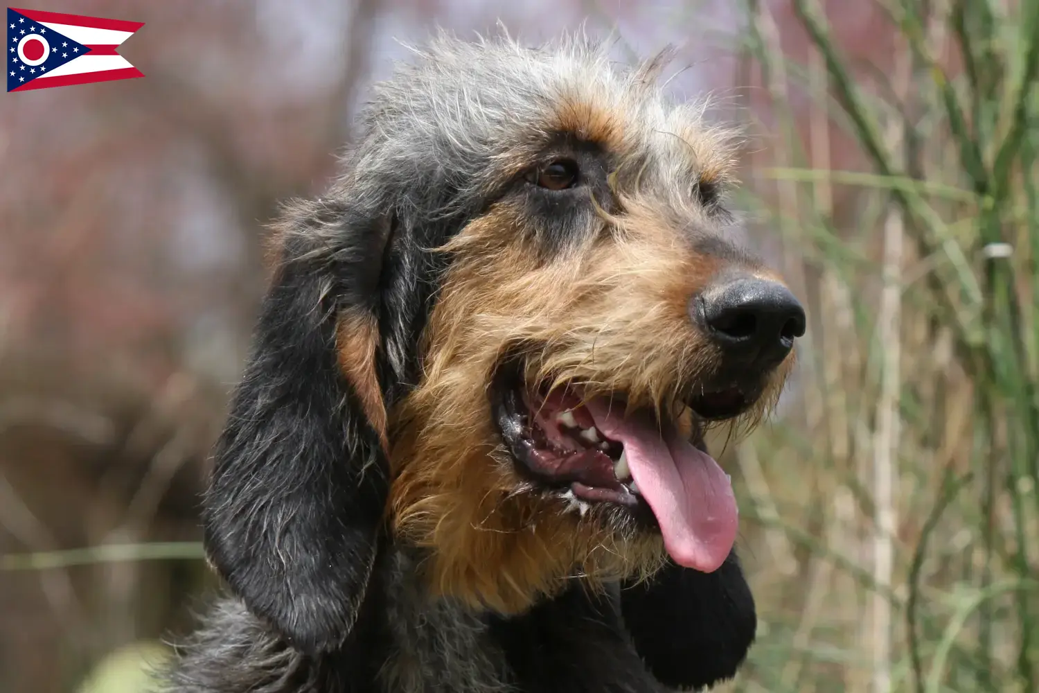 Read more about the article Griffon Nivernais breeders and puppies in Ohio