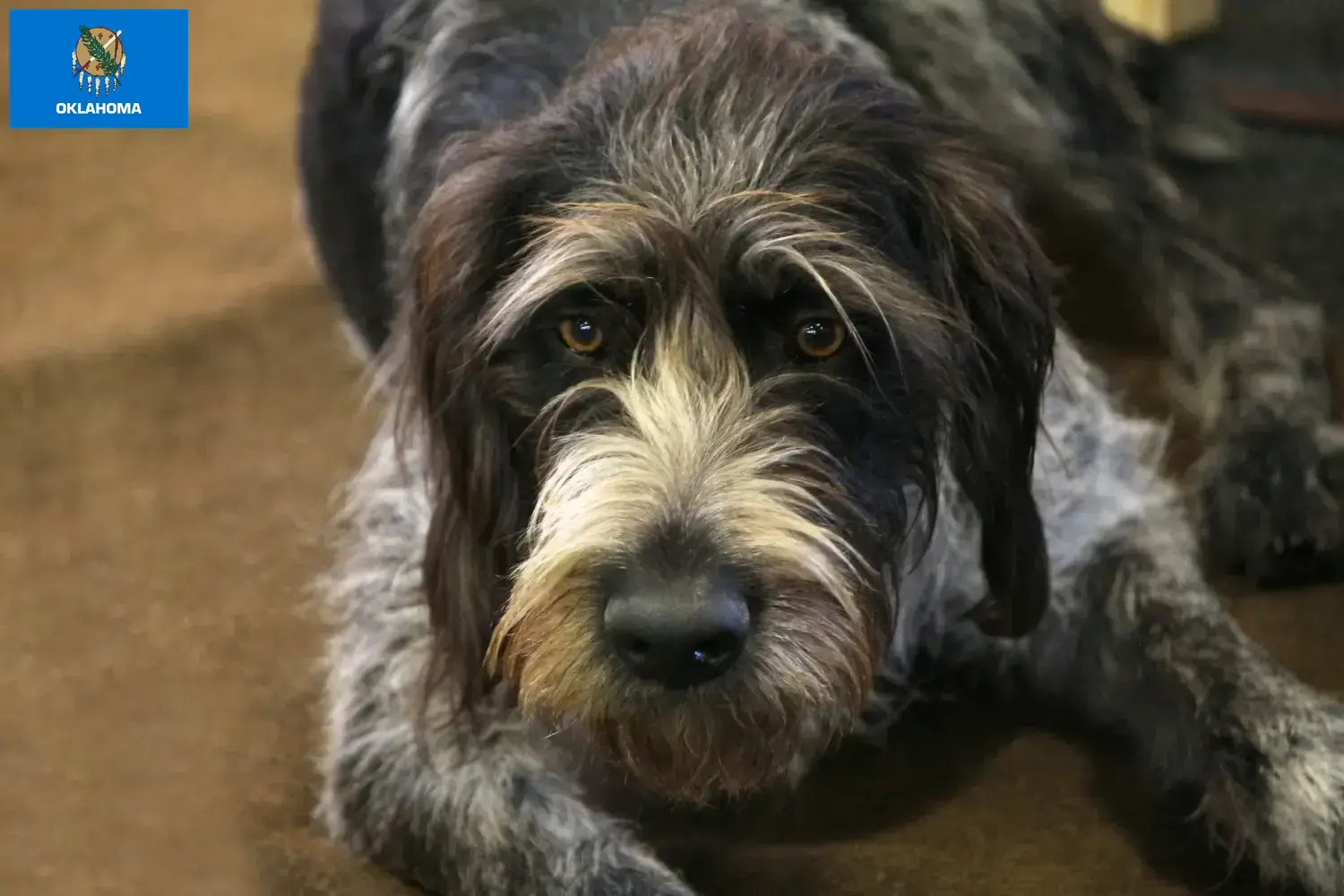 Read more about the article Griffon Nivernais breeders and puppies in Oklahoma