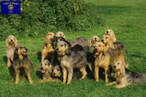 Read more about the article Griffon Nivernais breeders and puppies in Oregon