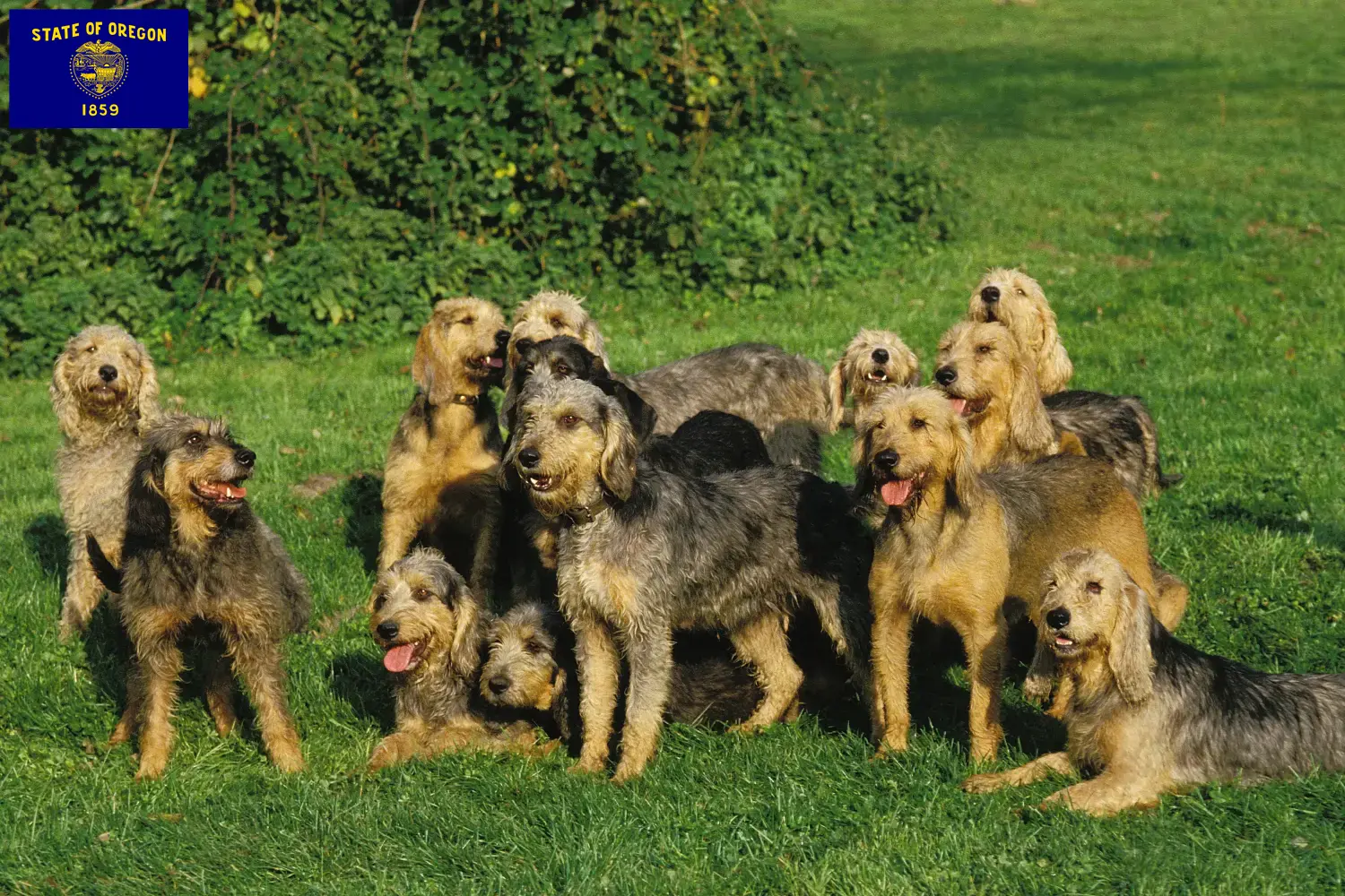 Read more about the article Griffon Nivernais breeders and puppies in Oregon