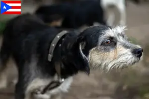 Read more about the article Griffon Nivernais breeders and puppies in Puerto Rico