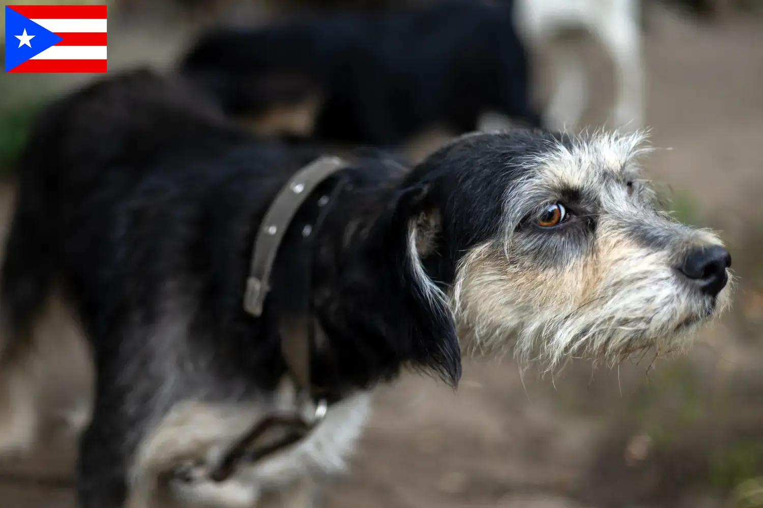 Read more about the article Griffon Nivernais breeders and puppies in Puerto Rico