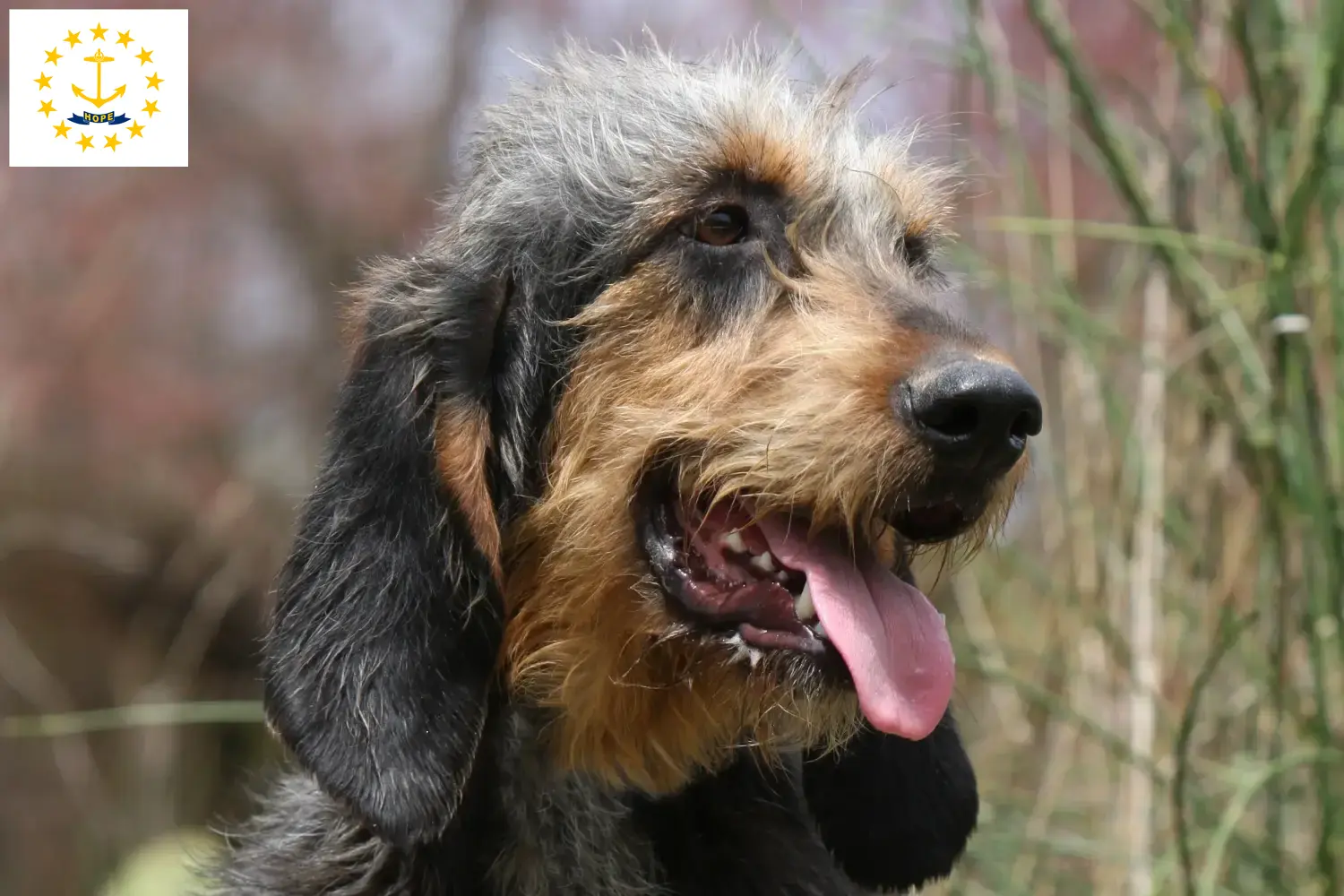 Read more about the article Griffon Nivernais breeders and puppies in Rhode Island