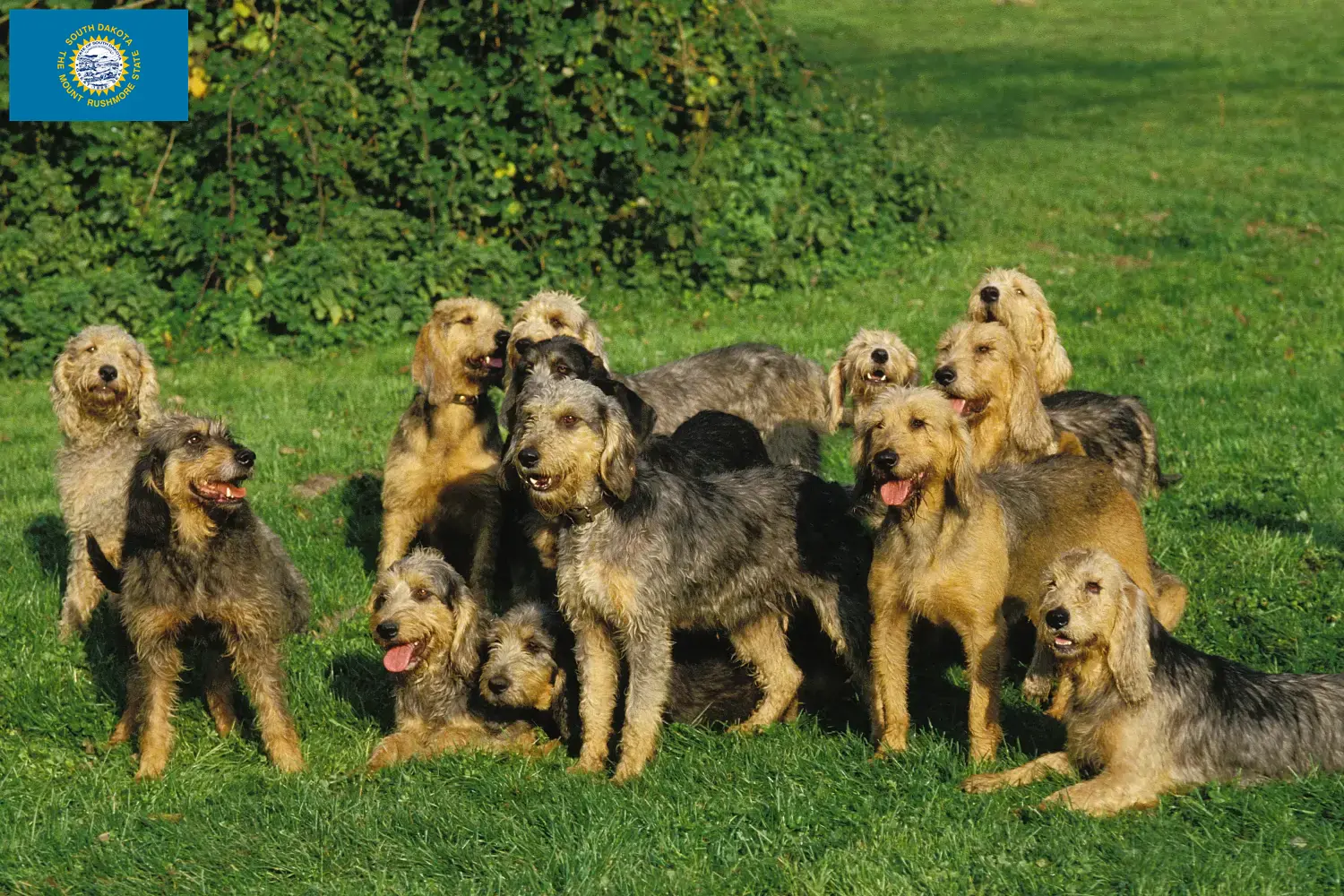 Read more about the article Griffon Nivernais breeders and puppies in South Dakota