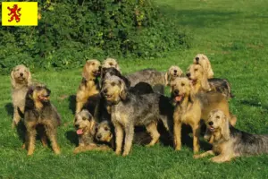 Read more about the article Griffon Nivernais breeders and puppies in South Holland