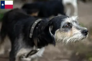 Read more about the article Griffon Nivernais breeders and puppies in Texas