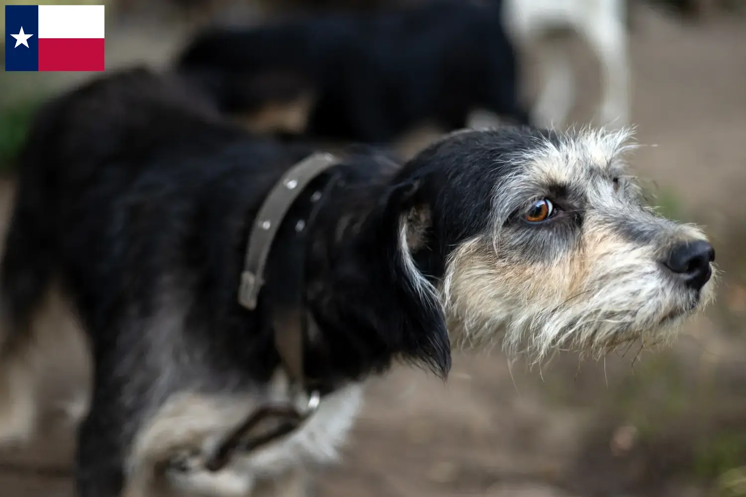 Read more about the article Griffon Nivernais breeders and puppies in Texas