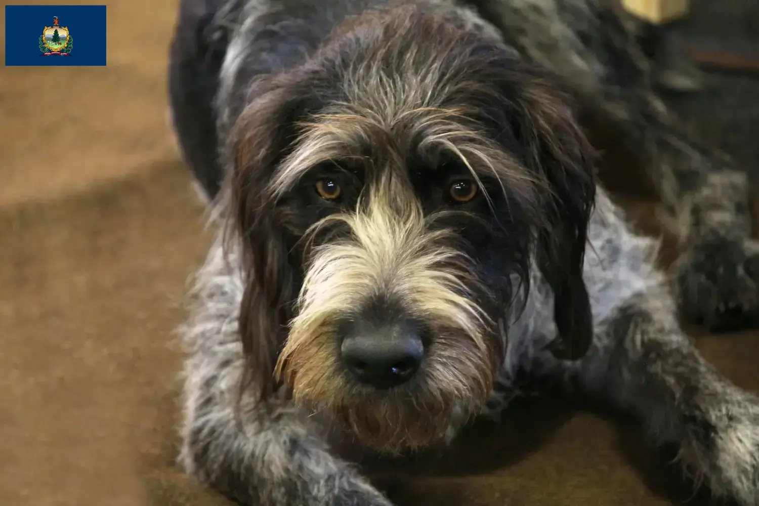 Read more about the article Griffon Nivernais breeders and puppies in Vermont