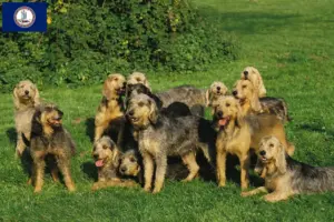 Read more about the article Griffon Nivernais breeders and puppies in Virginia