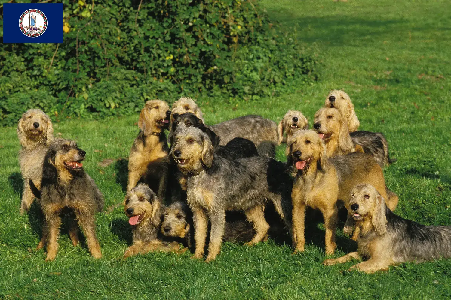 Read more about the article Griffon Nivernais breeders and puppies in Virginia