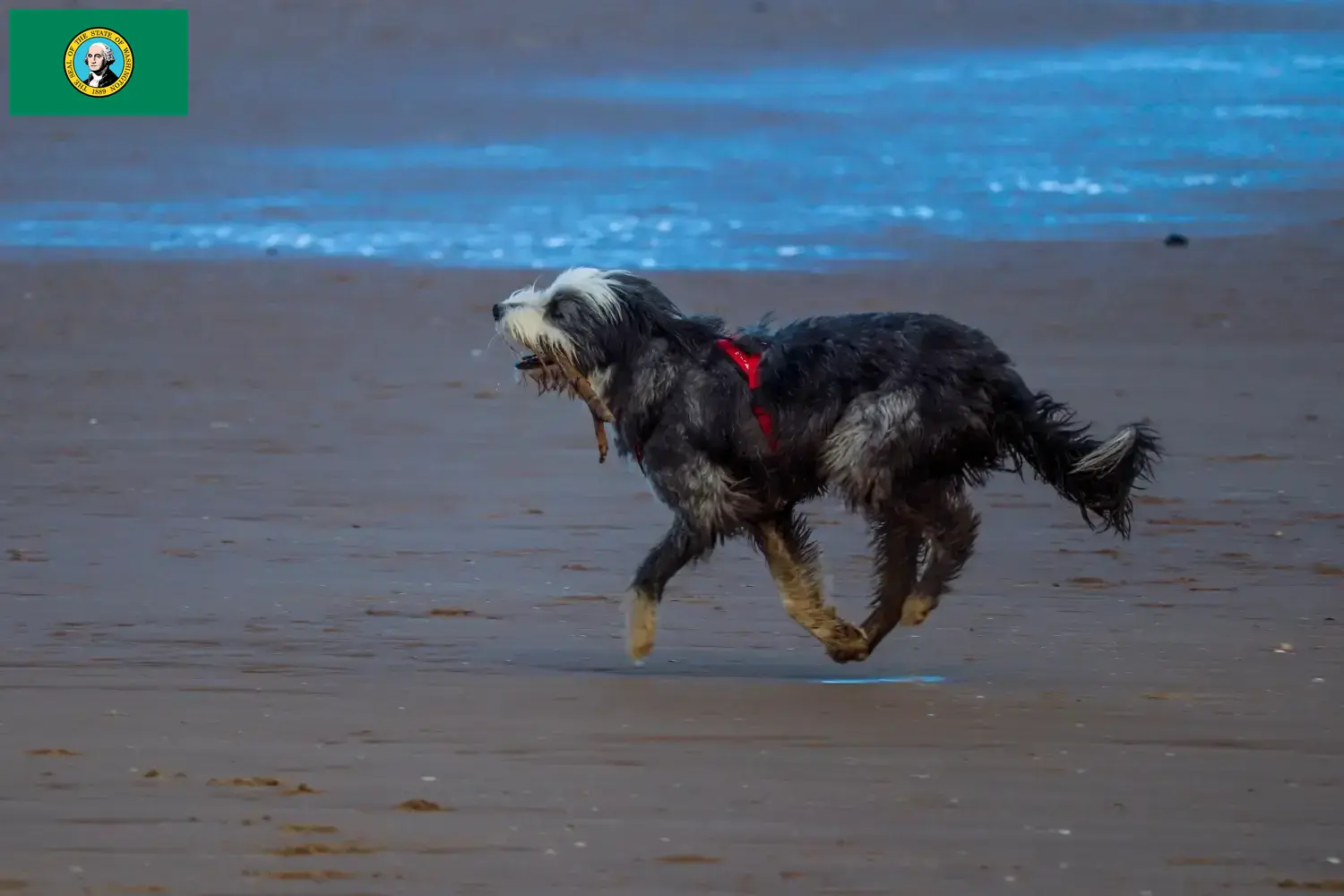 Read more about the article Griffon Nivernais breeders and puppies in Washington