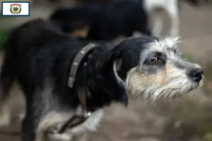 Read more about the article Griffon Nivernais breeders and puppies in West Virginia