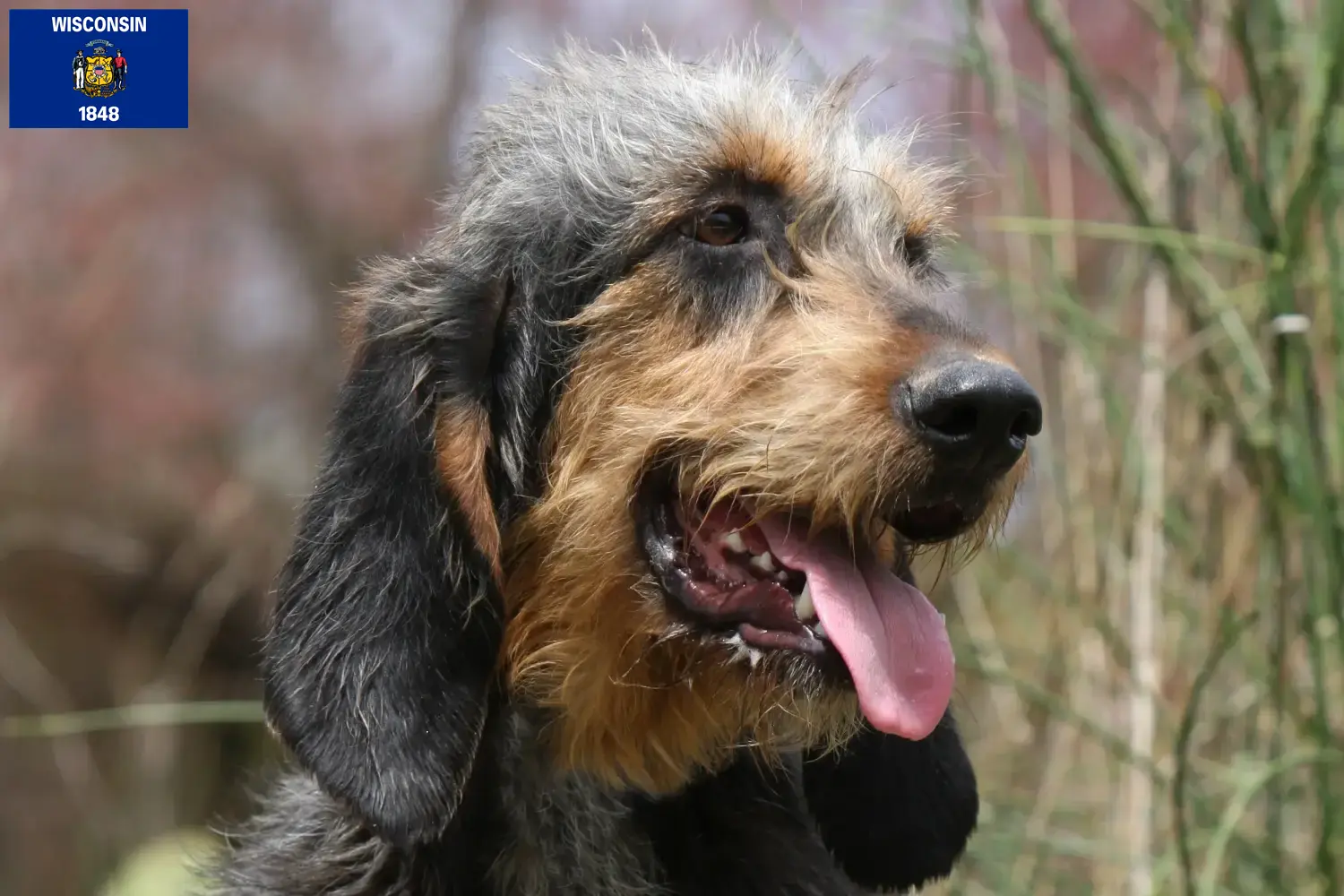 Read more about the article Griffon Nivernais breeders and puppies in Wisconsin