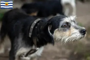 Read more about the article Griffon Nivernais breeders and puppies in Zeeland