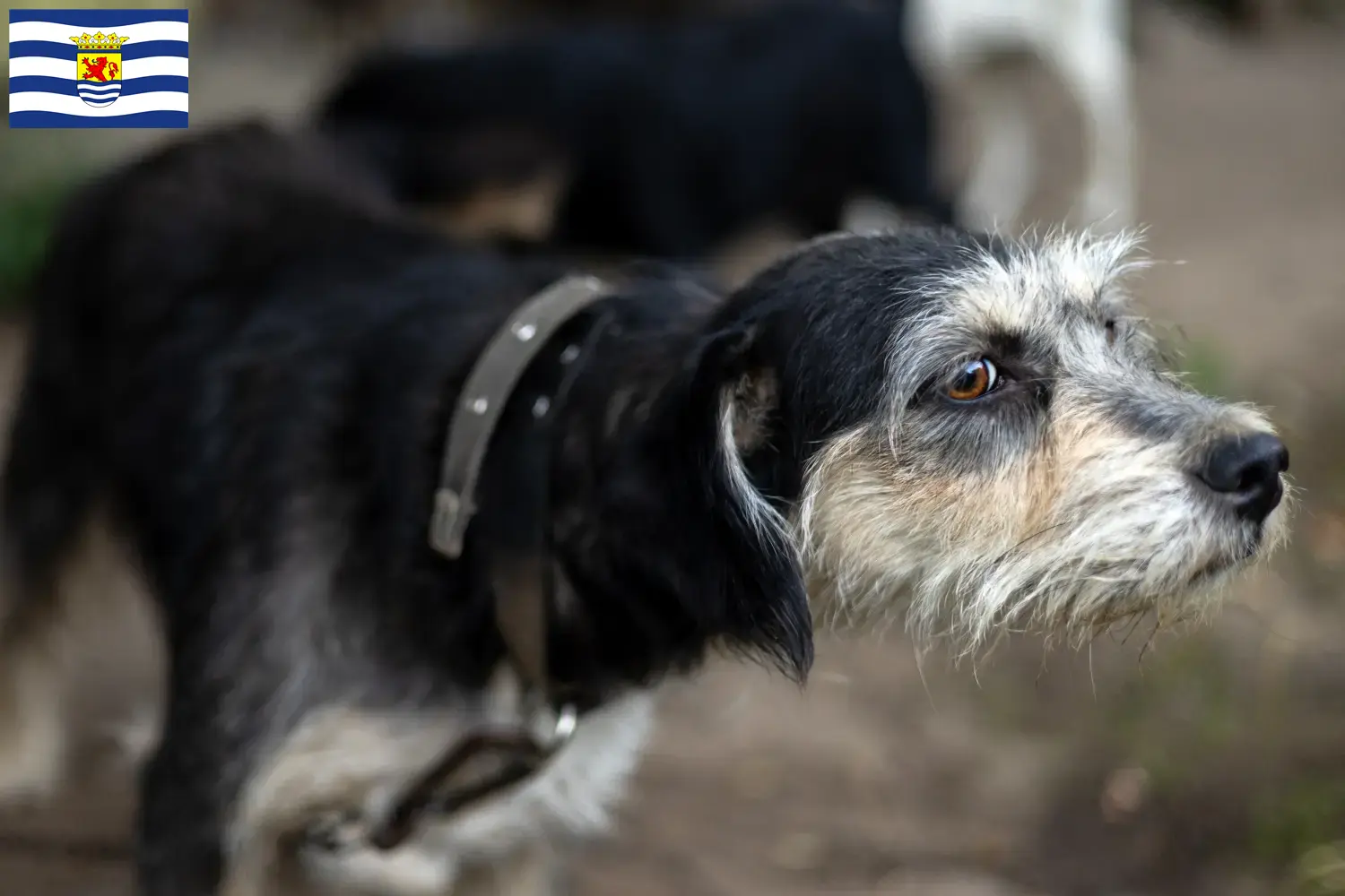 Griffon Nivernais puppies and breeders Zeeland Find Griffon Nivernais breeders in Zeeland.
