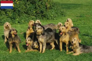 Read more about the article Griffon Nivernais breeders and puppies in the Netherlands